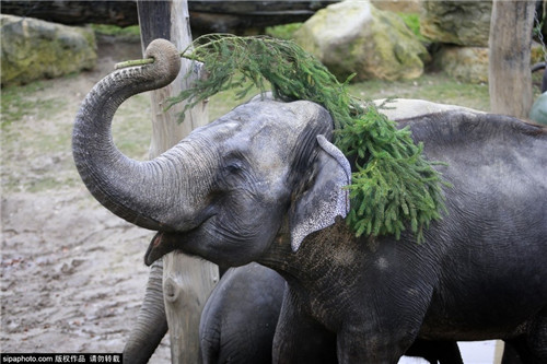 320名圣诞老人整体冲浪？？？？？？八一八圣诞节奇闻趣事