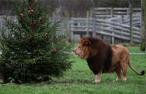 320名圣诞老人整体冲浪？？？？？？八一八圣诞节奇闻趣事