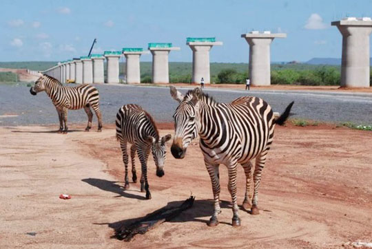肯尼亚总统高度赞赏，，，，，乞力马扎罗山下yp街机绿闪灼